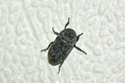 Dermestes laniarius