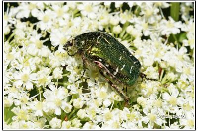 Cetonia aurata