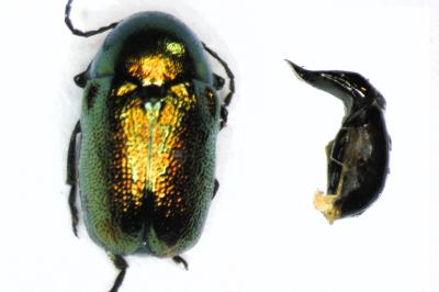Cryptocephalus hypochaeridis