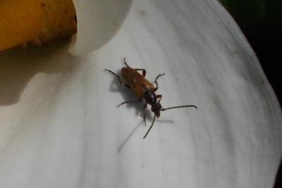 Pseudovadonia livida