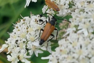 Stictoleptura fulva