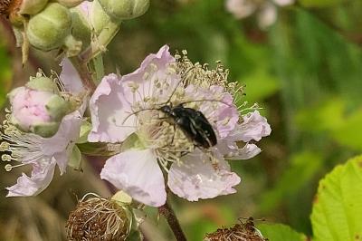 Rutpela nigra