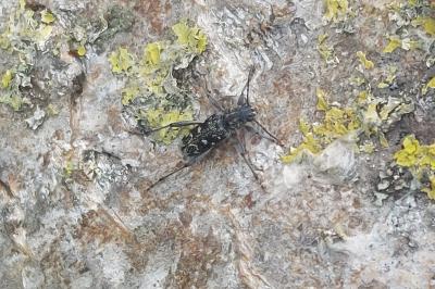 Xylotrechus rusticus