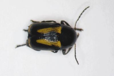 Cryptocephalus vittatus