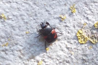 Hister quadrimaculatus