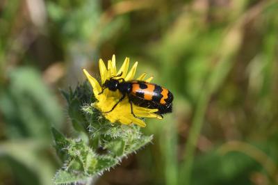 Mylabris variabilis