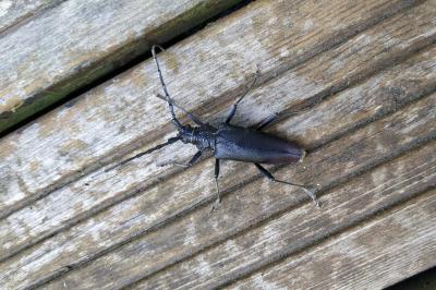 Cerambyx cerdo