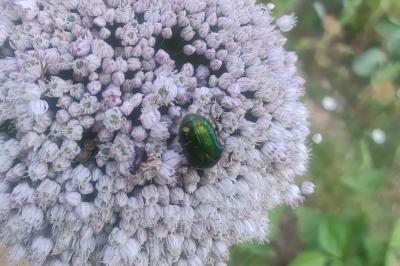 Cetonia aurata