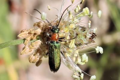 Anogcodes seladonius