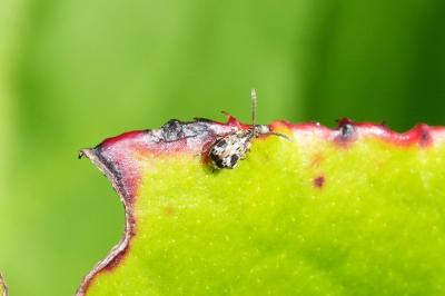 Bruchidius bimaculatus