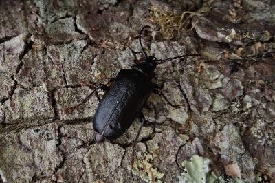 Prionus coriarius