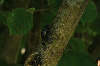 Lucanus cervus