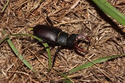 Lucanus cervus