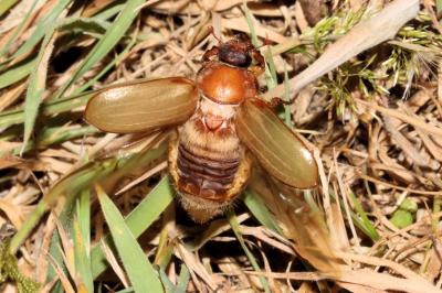 Amphimallon solstitiale