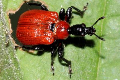 Apoderus coryli