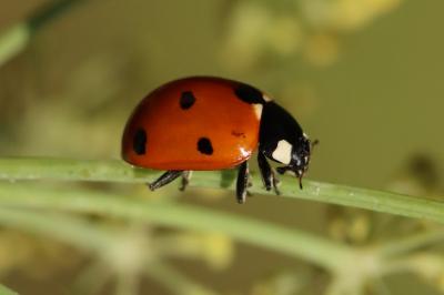 Coccinella septempunctata