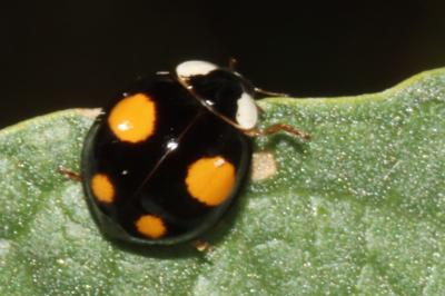 Harmonia axyridis