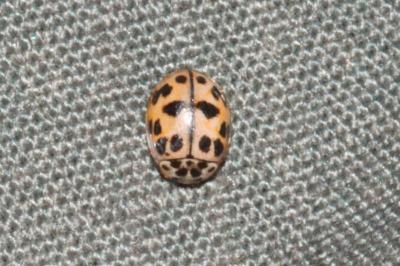 Oenopia conglobata