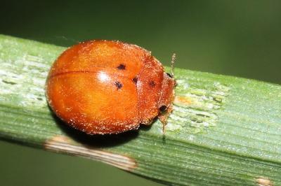 Subcoccinella vigintiquatuorpunctata