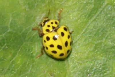 Psyllobora vigintiduopunctata