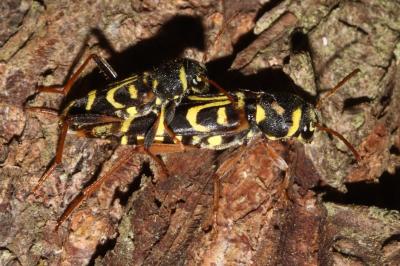 Xylotrechus arvicola