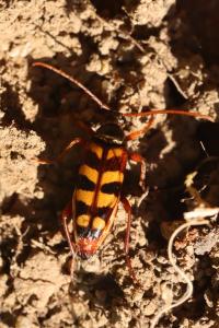 Leptura aurulenta