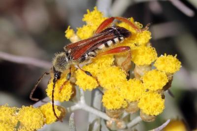 Stenopterus rufus