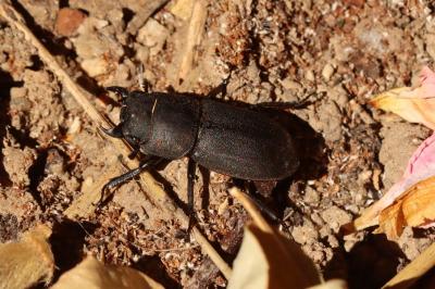Dorcus parallelipipedus