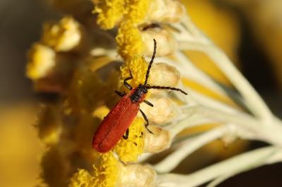 Lygistopterus sanguineus