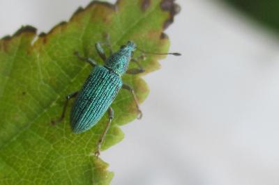 Polydrusus formosus