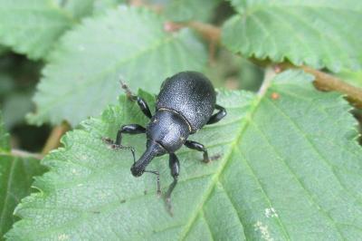 Liparus coronatus