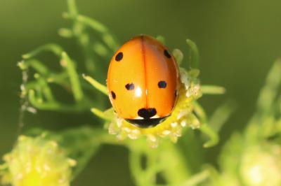 Coccinella septempunctata