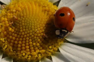Adalia bipunctata