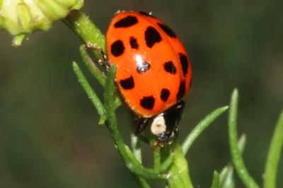 Harmonia axyridis