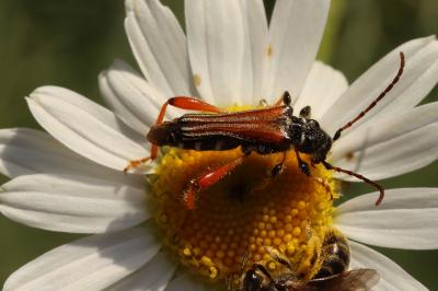 Stenopterus rufus