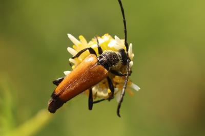 Stictoleptura fulva