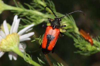 Stictoleptura cordigera