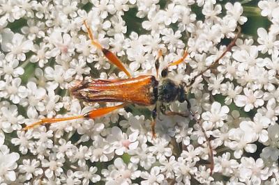 Stenopterus rufus