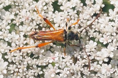 Stenopterus rufus