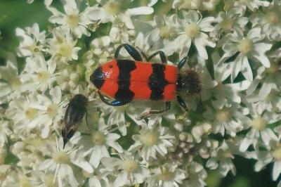Trichodes apiarius