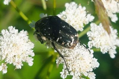 Oxythyrea funesta