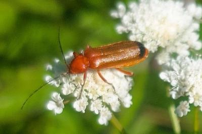 Cantharis nigra