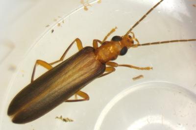 Nacerdes carniolica