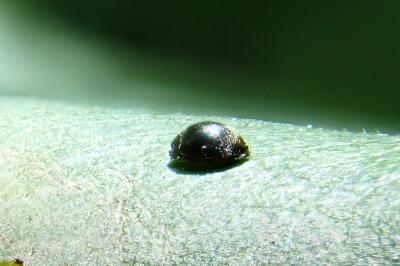 Stethorus pusillus