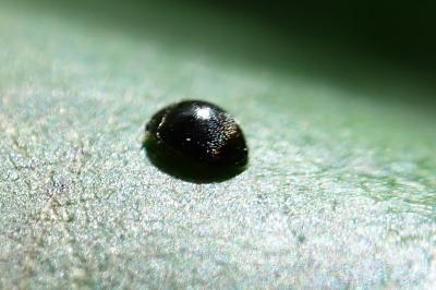 Stethorus pusillus
