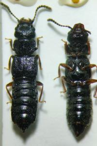 Anotylus rugosus