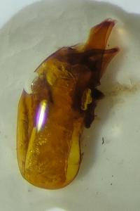 Anotylus rugosus