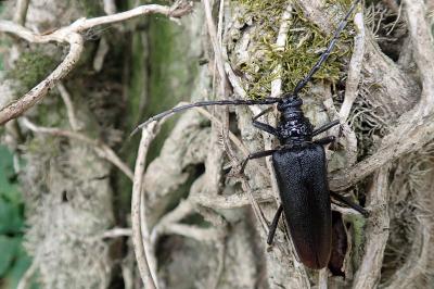 Cerambyx cerdo