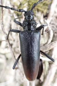 Cerambyx cerdo