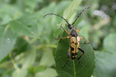 Rutpela maculata